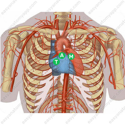 Проекция аортального клапана